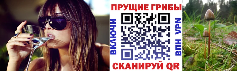 закладки  Карабулак  Галлюциногенные грибы MAGIC MUSHROOMS 